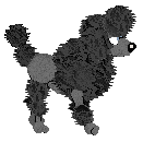 Toy Poodle - PF Magic