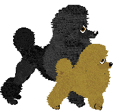 Toy Poodle - Abnormality