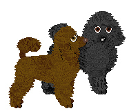 Toy Poodle - Supernova V1