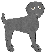 Weimaraner - Abnormality/Lotus