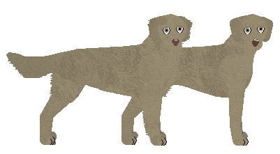 Weimaraner - Supernova