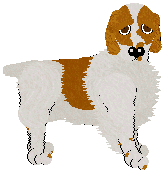 Welsh Springer Spaniel - Abnormality