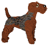 Welsh Terrier - Abnormality