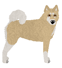 West Siberian Laika - Supernova