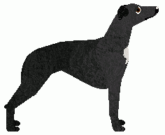 Whippet - Grand Theft