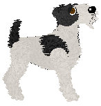 Wire Fox Terrier - AR/Cierra
