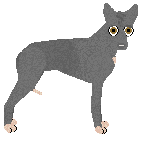 Xoloitzquintle - Supernova (Miniature)