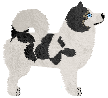 Yakutian Laika - KismetWoof