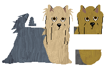 Yorkshire Terrier - PDH's Resources