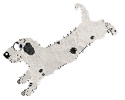 King's Odd One Out — “Oddball”