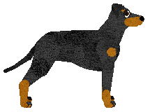 Kamvis' Special Edition — “Shelby”