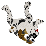 Funfetti/Poppyhill's Inigo Pipkin — “Pipkin”