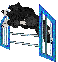 Dec/Poppyhill's Dare To Dream — “Dare”