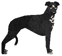 Profile image of Dragosani SYN DIABŁA