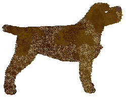 Vento de Espero's Chocolate Brown — “Brownie”