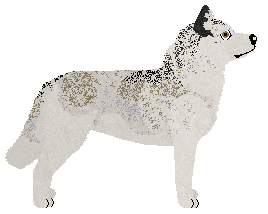 Wildside Silver Lining — “Ekko”