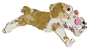 Funfetti/Poppyhill's Byronic Heroine at Chachke — “Bronte”
