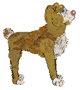 PBK/Poppyhill's Catcher in the Rye — “Caulfield”