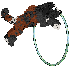 Poppyhill's Seventh Avenue — “Claiborne”