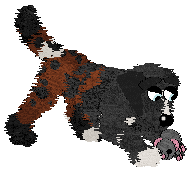 Poppyhill's Seventh Avenue — “Claiborne”