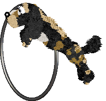 Funfetti Sundays in Newfoundland at Perfume — “Jiggs”