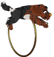 Sungraze Crown of Avenor @ Mockingbird — “Avenor”