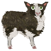 Profile image of Cirrutopia's Reckless