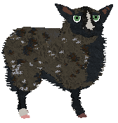 Profile image of Cirrutopia's Starri Nite