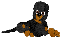 WAA/Amphigory’s Starwoven Elegance — “Quivrel”