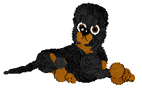 Profile image of WAA/Amphigory’s Starwoven Elegance