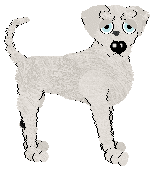 Poppyhill's Ziggy Stardust — “Bowie”