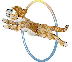 Calluna's Sardonic Tiger — “Calvin”