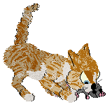 Calluna's Sardonic Tiger — “Calvin”