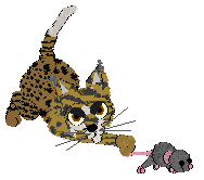 EC/Calluna's Prince of Caracas — “Djinn”