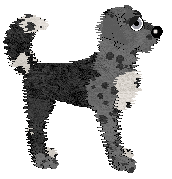 Poppyhill's Westlin Winds at Wild Road — “Stirling”