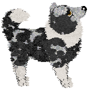 Profile image of Wild Road/King's Melodious Victory