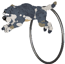 Daisychain/FDL's Petal Paws Friend — “Blake”