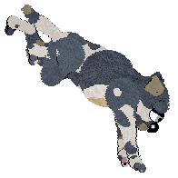 Daisychain/FDL's Petal Paws Friend — “Blake”