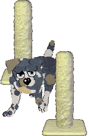 Daisychain/FDL's Petal Paws Friend — “Blake”