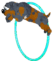 FDL's Blue Trumpetflower of Poppyhill — “Bignonia”