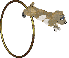 Lex's Archipelago Swordfish @ Mockingbird — “Swordfish”