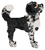 Cargo/Poppyhill's Wiston Cap — “Wiston”