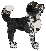 Profile image of Cargo/Poppyhill's Wiston Cap