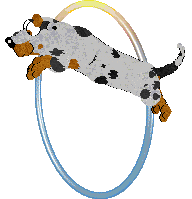 Cargo/Poppyhill's Badger Dog — “Chips”