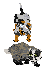 Cargo/Poppyhill's Badger Dog — “Chips”