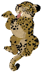 Aussome/Mockingbird's Spotted Clarity — “Lucido”