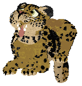 Aussome/Mockingbird's Spotted Clarity — “Lucido”