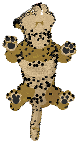 Aussome/Mockingbird's Spotted Clarity — “Lucido”