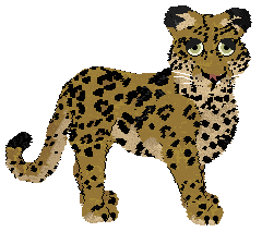 Aussome/Mockingbird's Spotted Clarity — “Lucido”