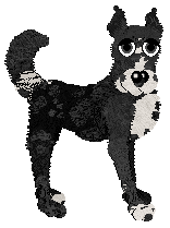 Poppyhill Black Swan — “Wolfgang”